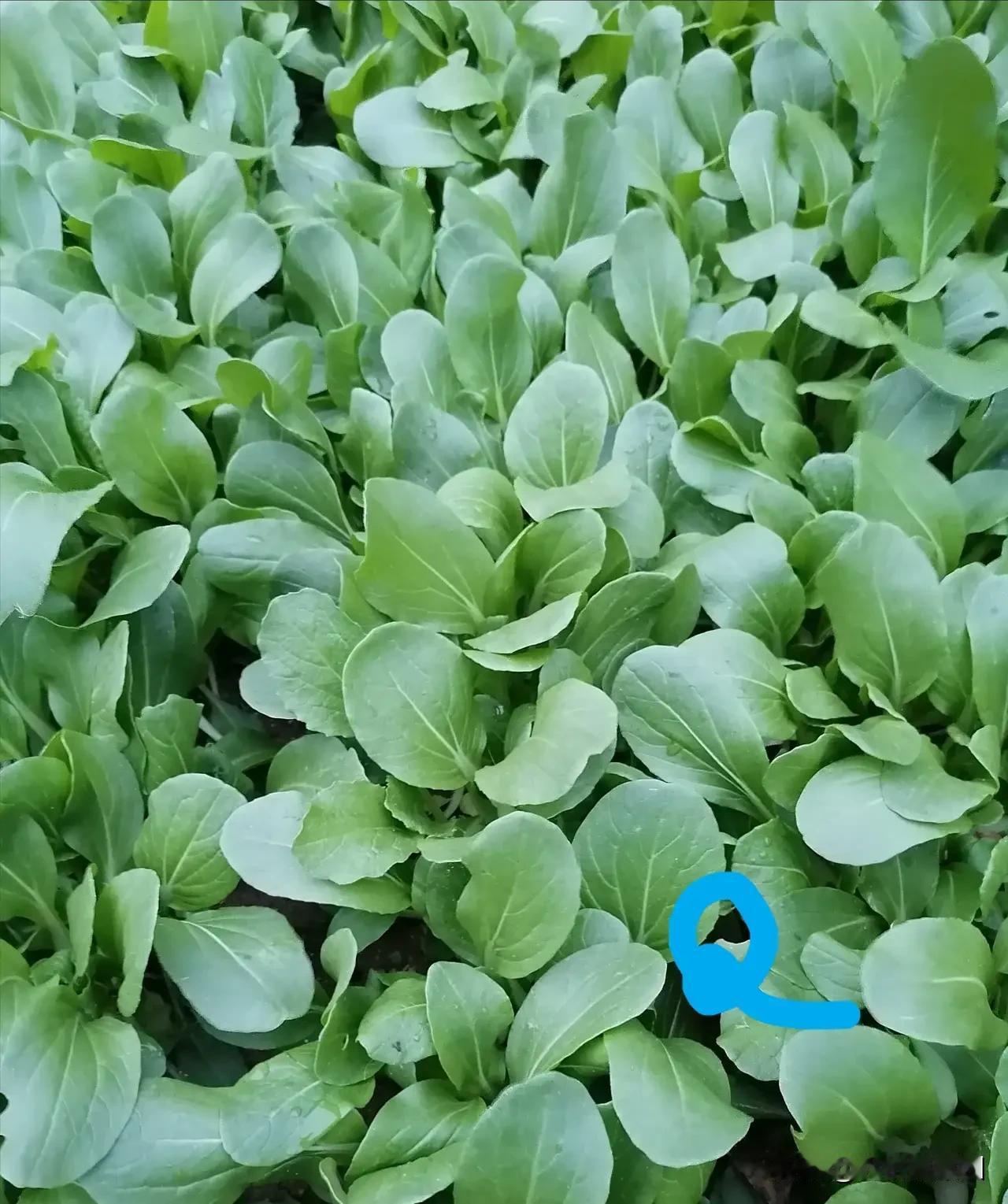眼下气温高,油菜育苗啥时好?油菜平畦撒播，不需移栽，所以直播就可，不需育苗移栽。