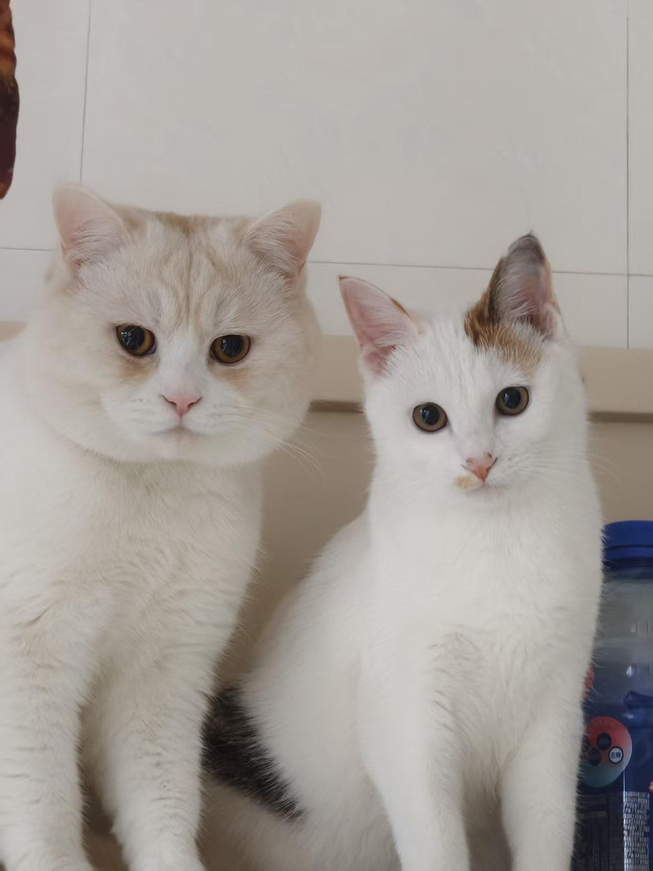 发一张图片证明猫咪很可爱啊啊啊，太可爱了吧小猫咪 小猫咪 小猫咪