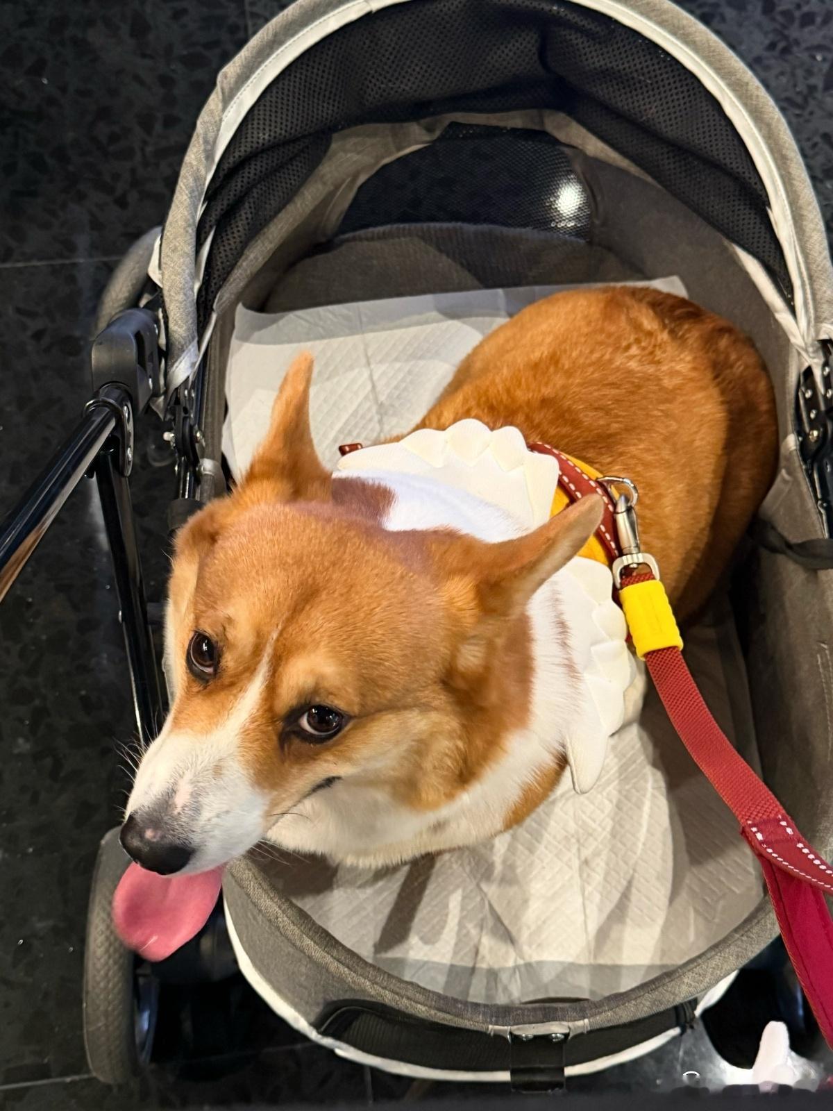 要是把啵啵偷走，张极在家里里哭两天 