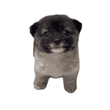 放两只左右护法（守护微博 