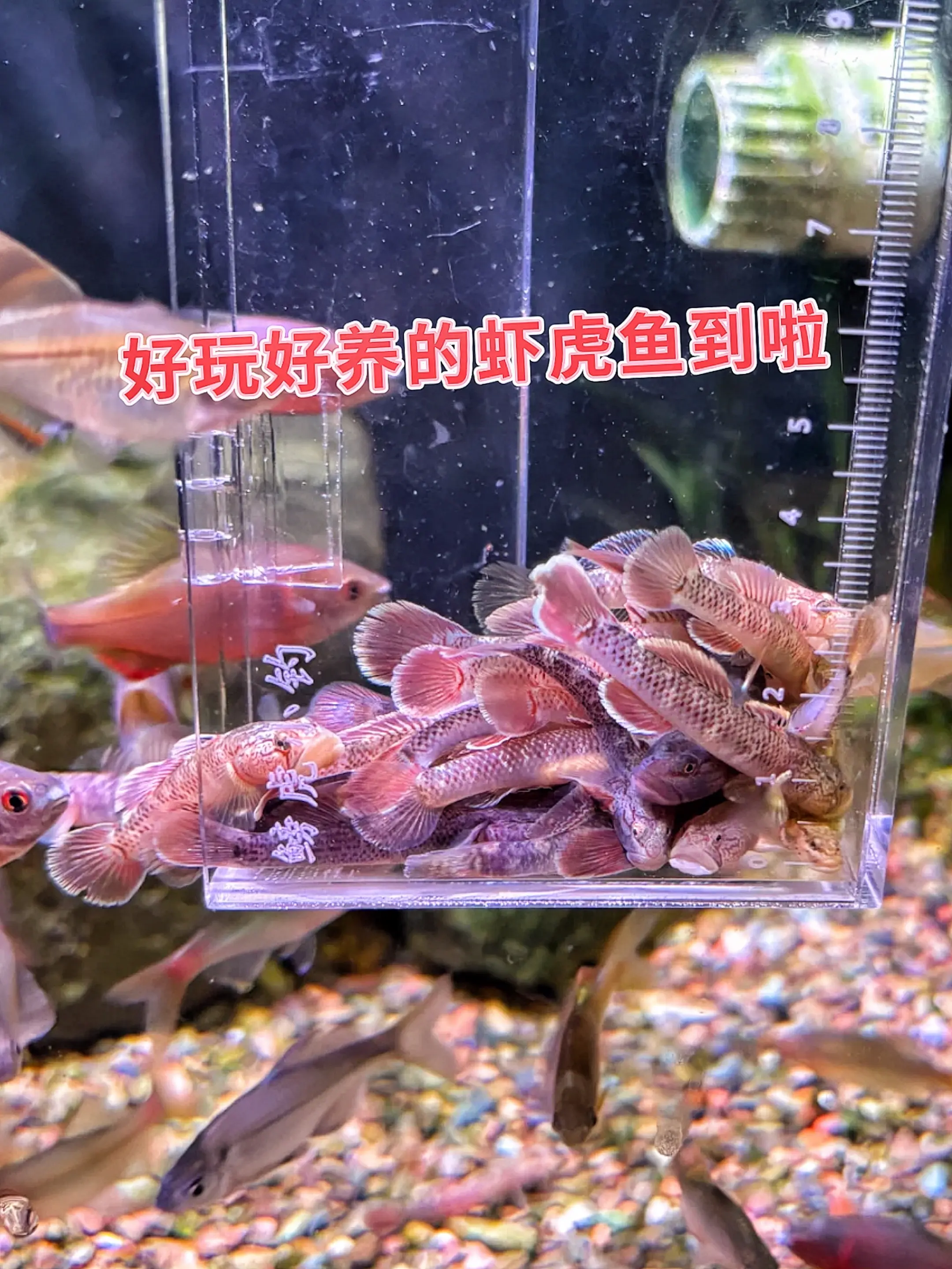 1. 天然清道夫 虾虎鱼化身鱼缸“清洁小能手”！啃食缸壁藻类、残渣，减...