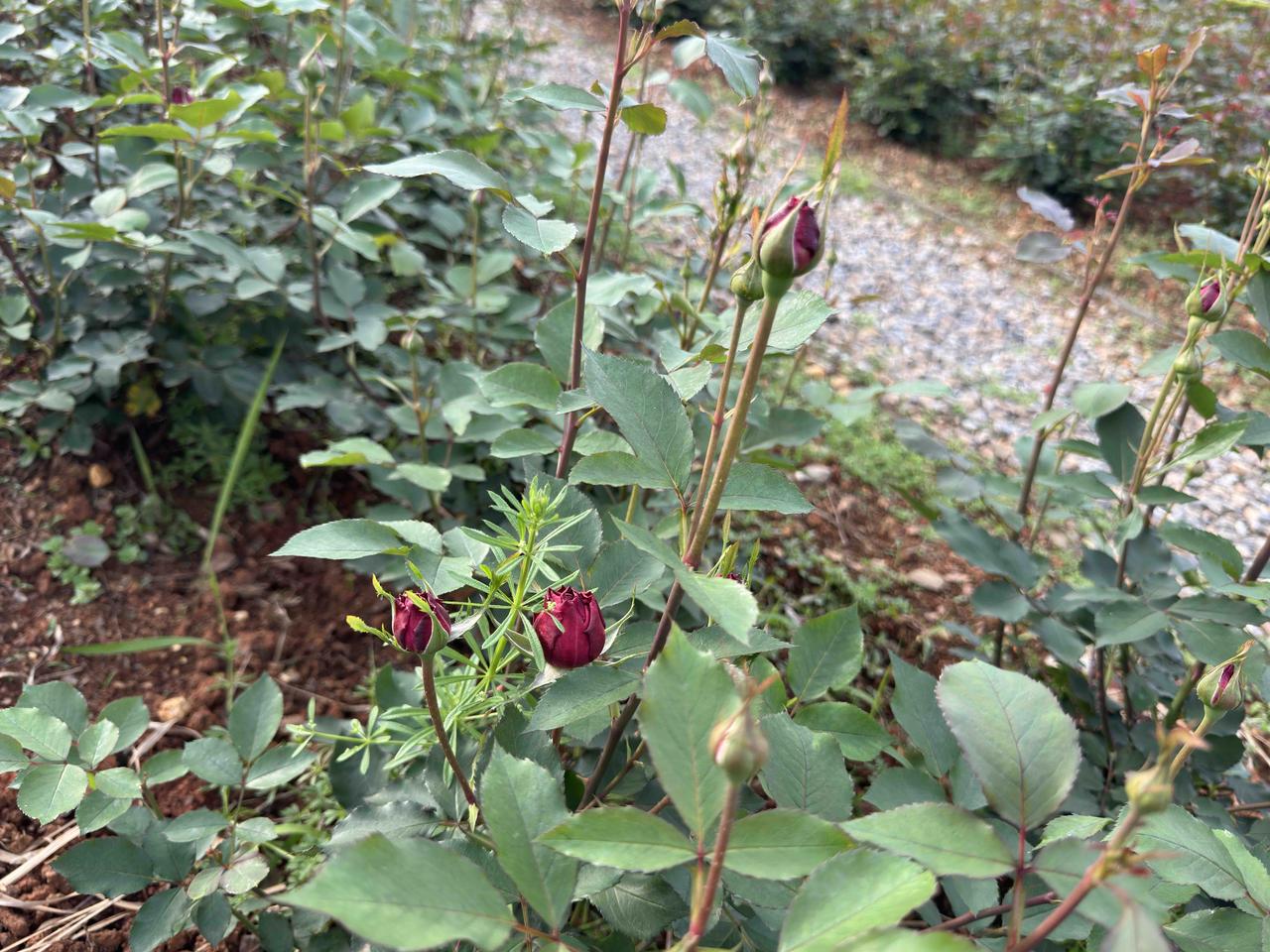 表弟一家在省城工作，他父母在市里居住。由于工作繁忙，表弟一年到头回市里看望父母的