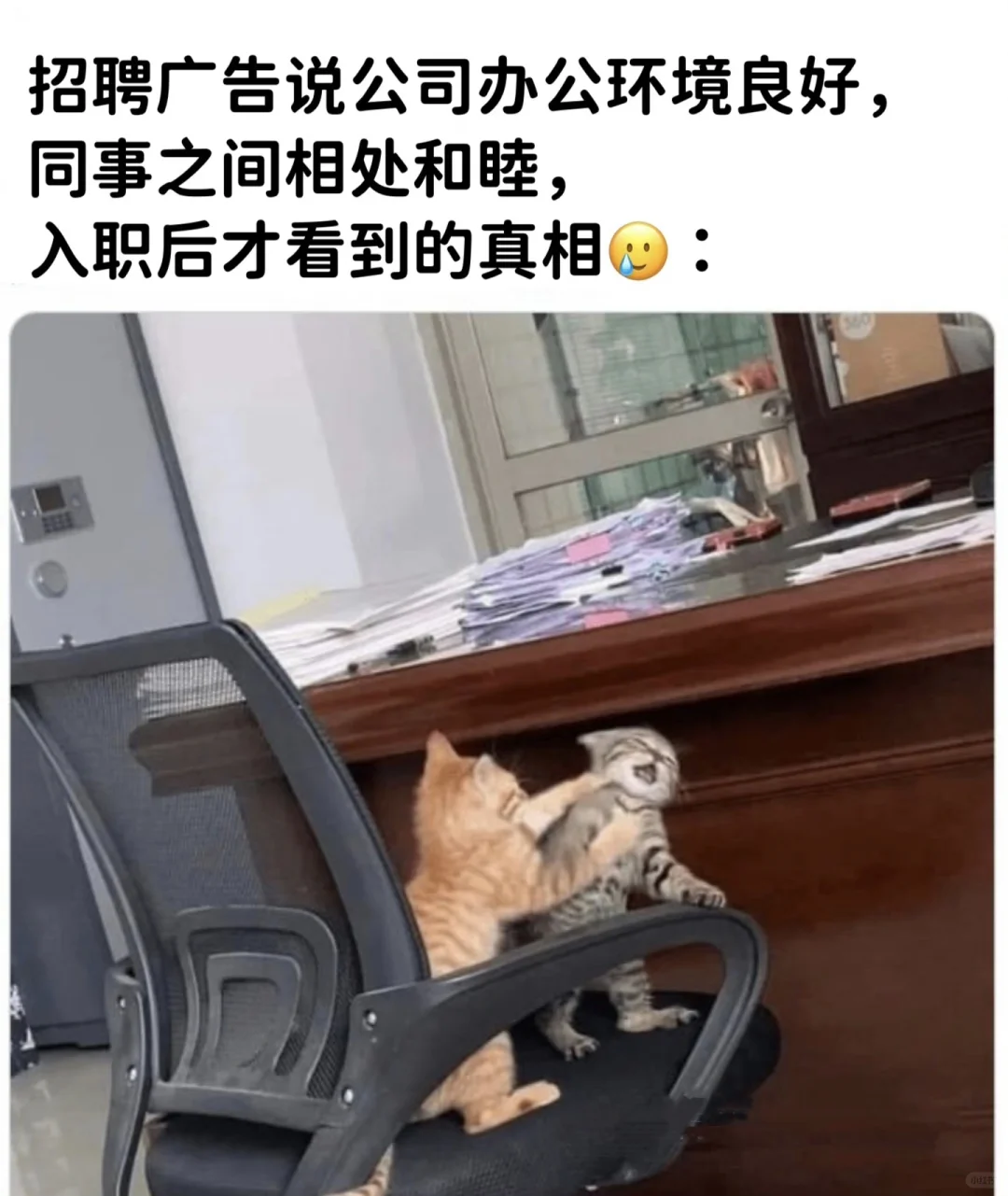 今日份的猫猫梗图，同事间相处和睦