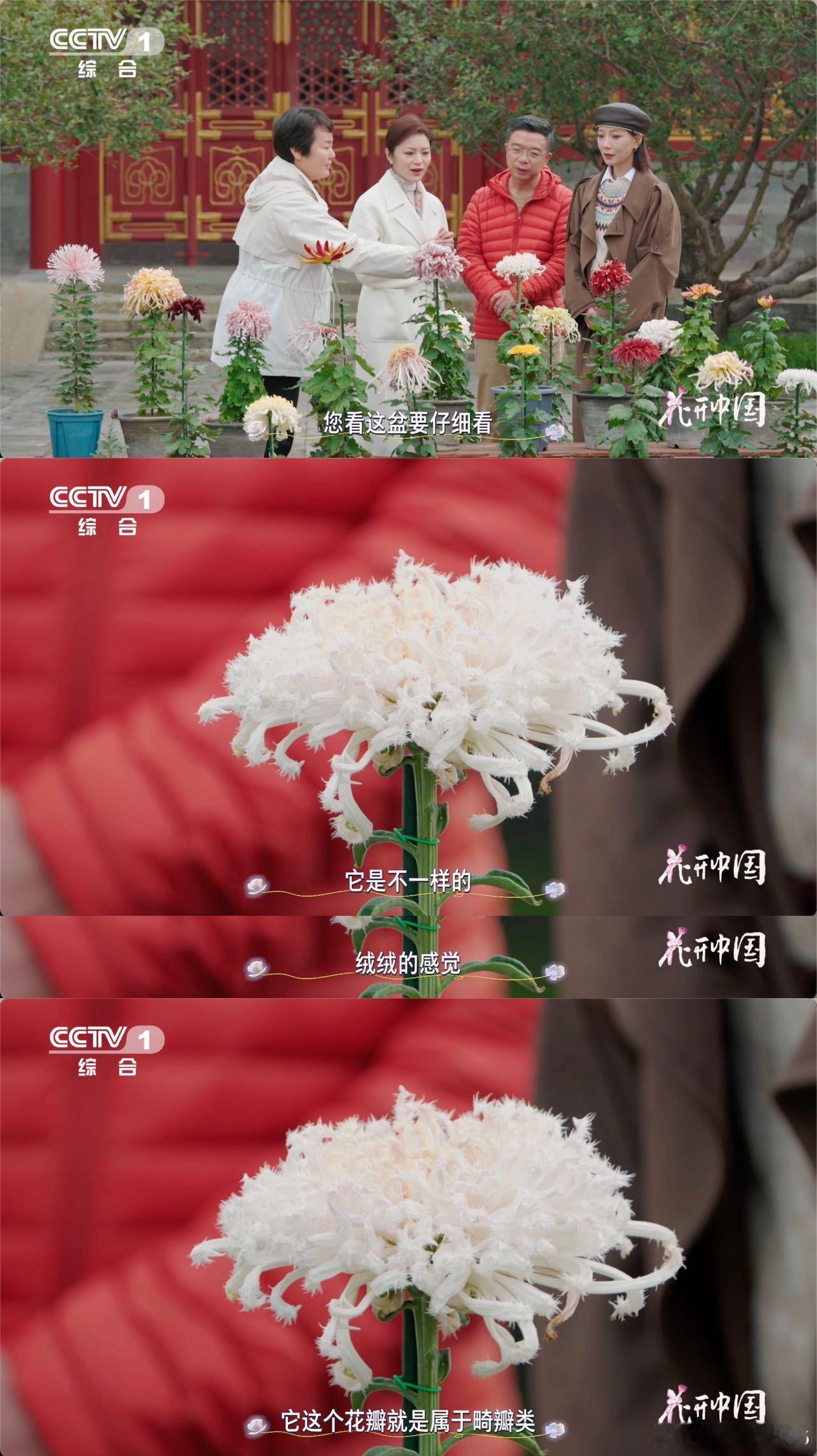 原来有花瓣毛茸茸的菊花花中也有奇葩 谁懂啊！被带绒毛的菊花戳中萌点～ 白毛刺外带