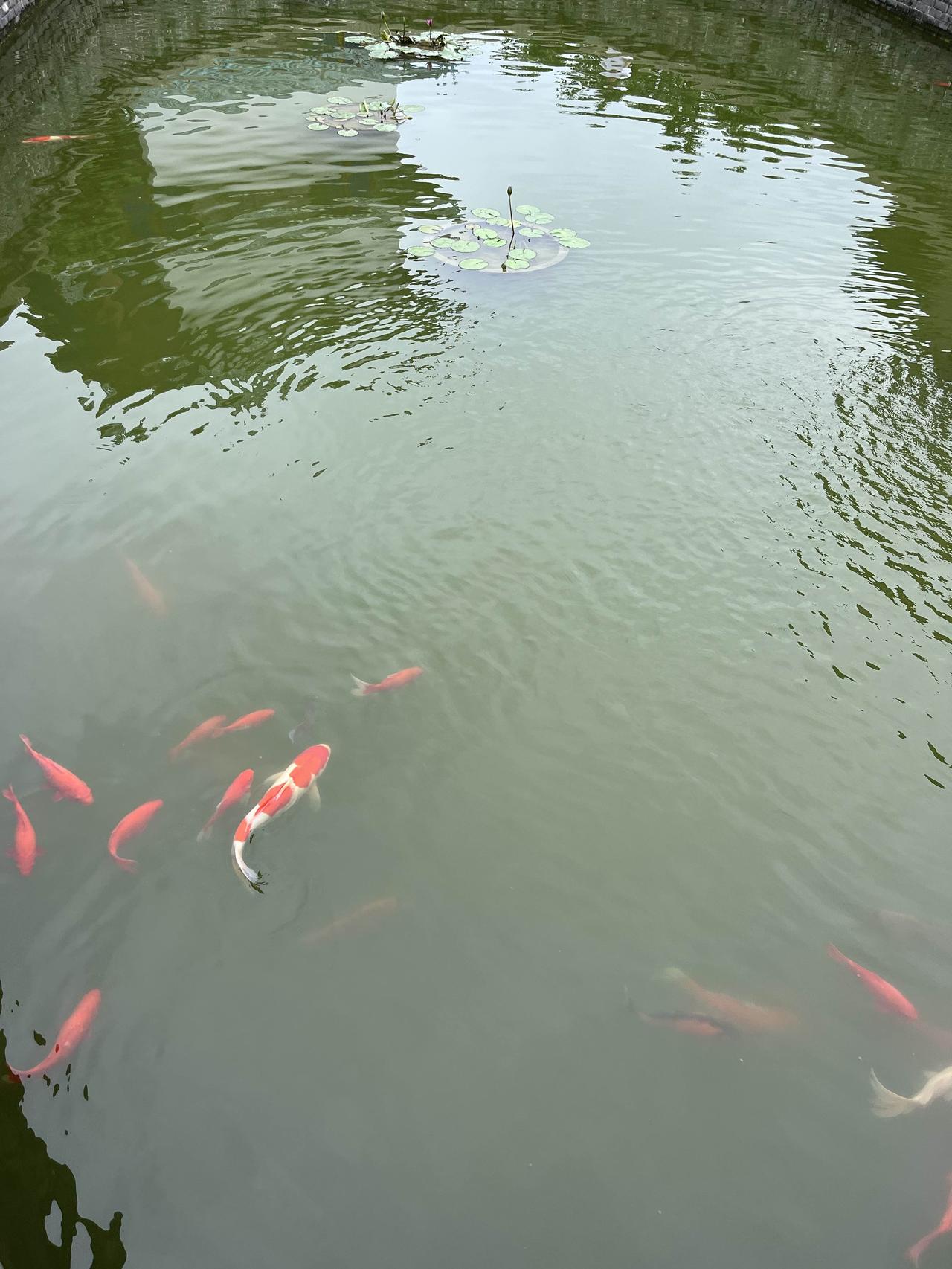 锦鲤鱼真的太迷人啦！它起源于日本，是人工选育杂交出的观赏鲤鱼。在东亚文化里，它象