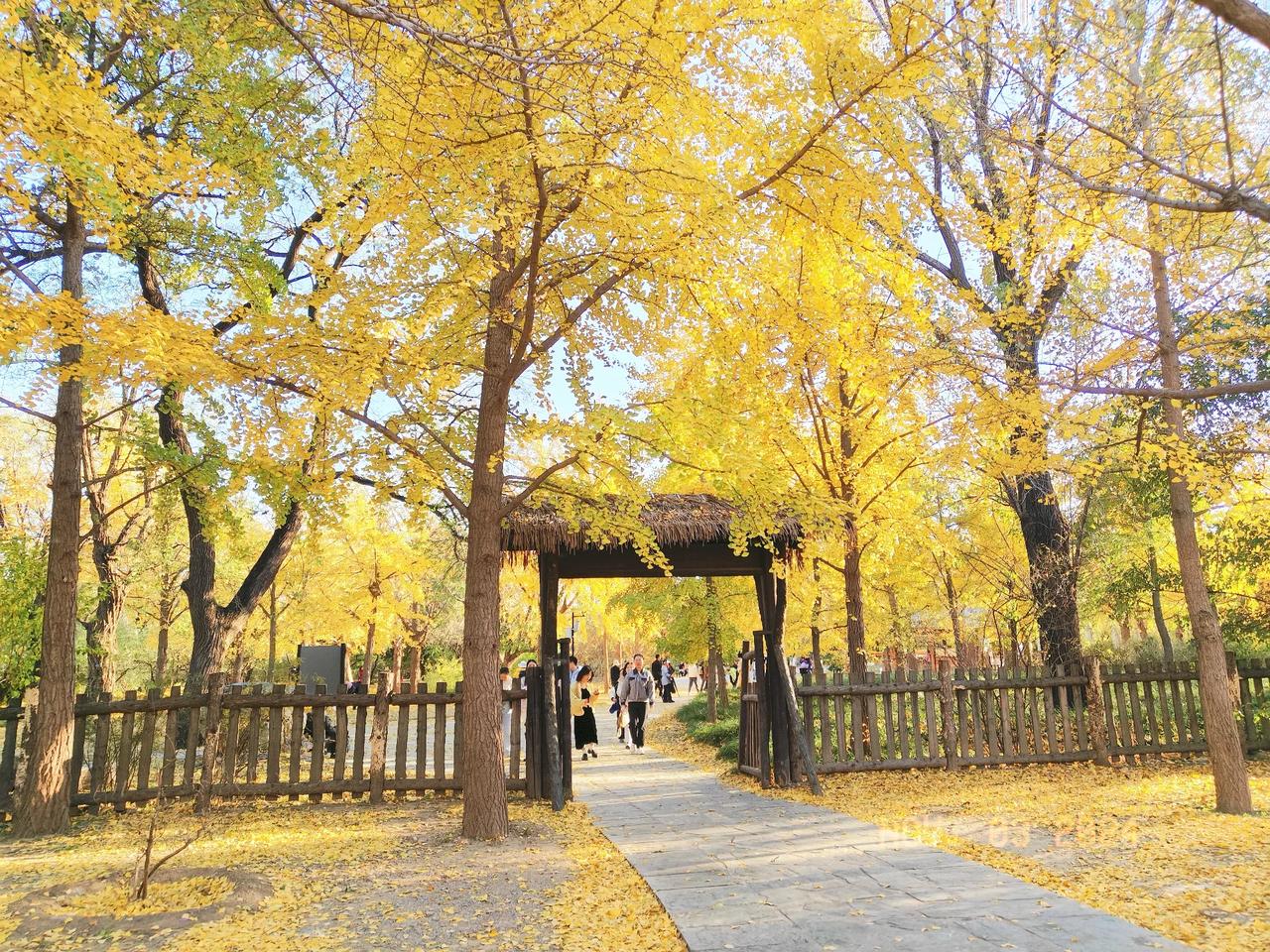 今天下午去北京植物园，人真多，尤其巴沟开始的小火车，人挤人。风有点大。去年因为上