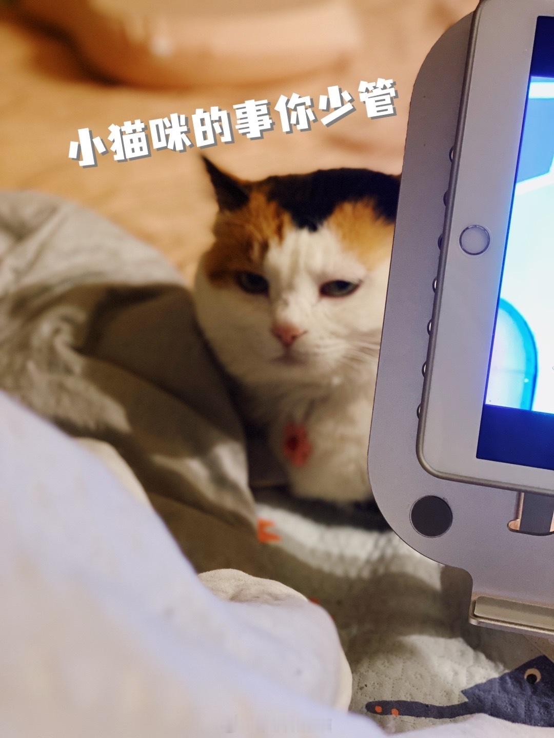 小猫咪减肥粮的底层逻辑就是….不好吃！不爱吃！不想吃！[微笑][微笑][微笑][