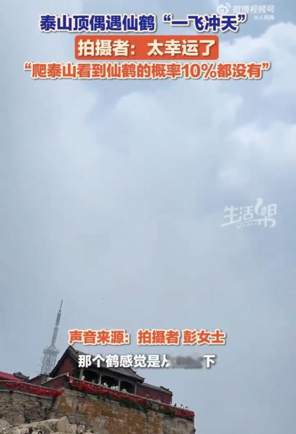 “祥瑞之兆！”11月1日采访，山东泰安，泰山之巅，云海翻涌，玉皇顶的浓雾中，一只