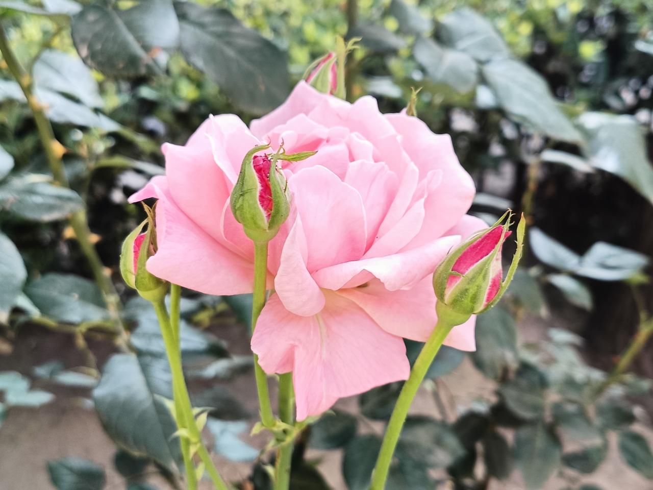 出门总忘不了拍照。
夏花灿烂，总给我带来美好和希望。