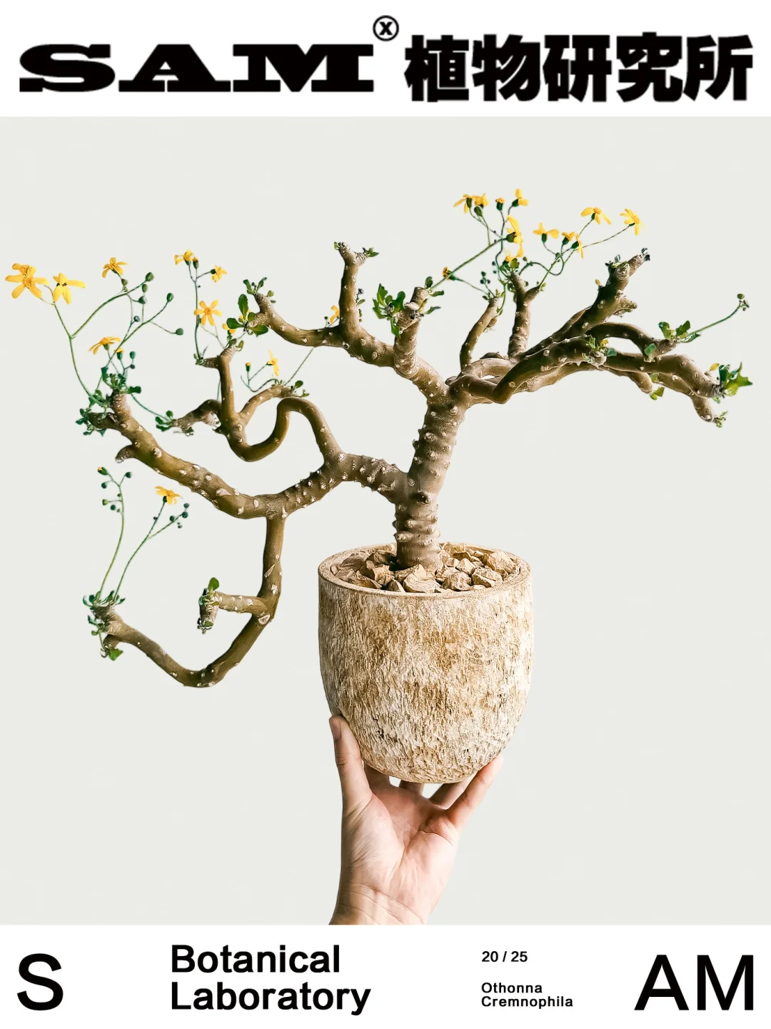 雪露厚敦菊｜Othonna Cremnophila B.Nord. &