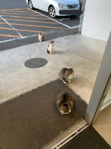 看起来像一只猫4连拍的4只猫