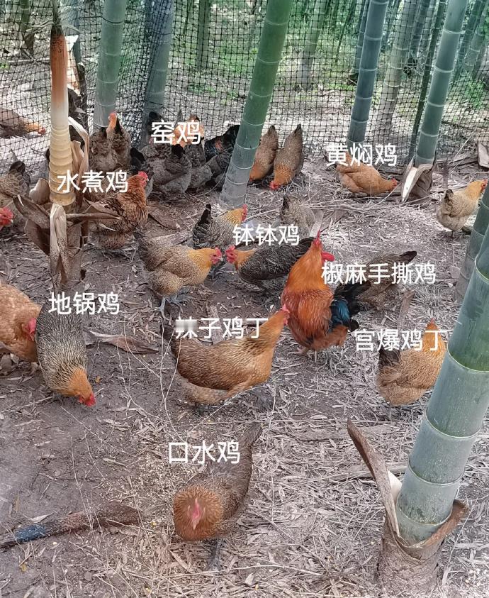 每只鸡都有它们的最终归属