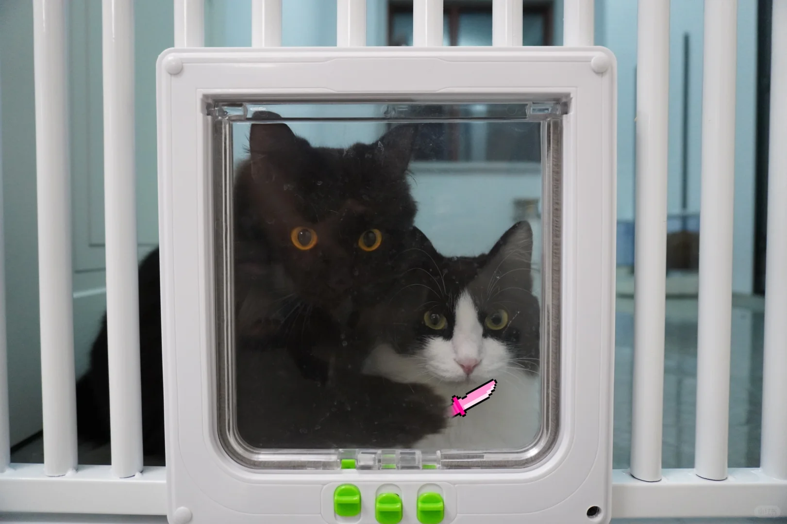 号外❗️吉林发生了骇人听闻的劫持猫质事件
