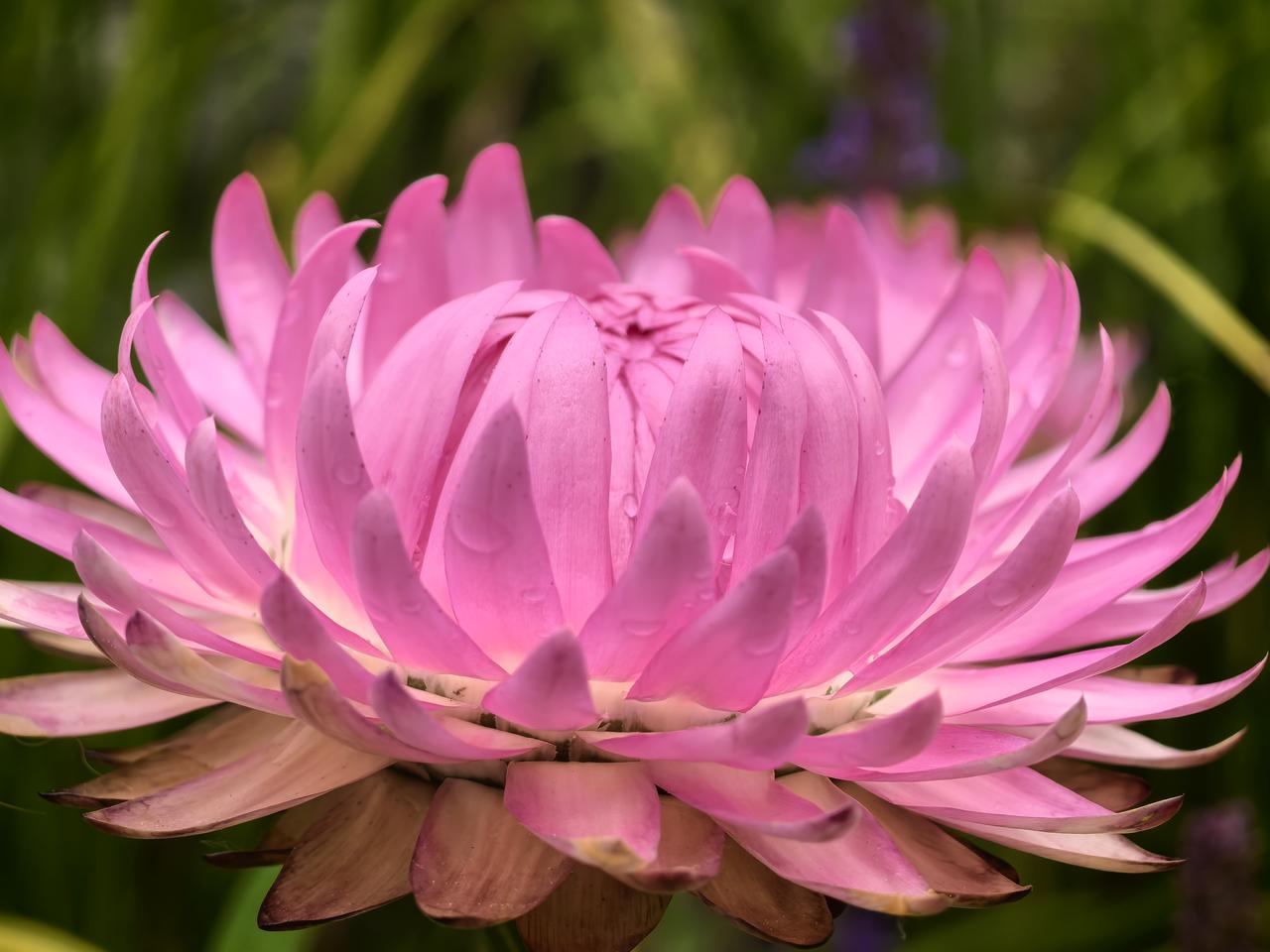 分享手机里花朵照片