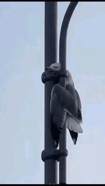 救鸟行为可点可赞，我不明白你鸟是怎么卡到那里的？飞着飞着撞到里面了？还是两只鸟打