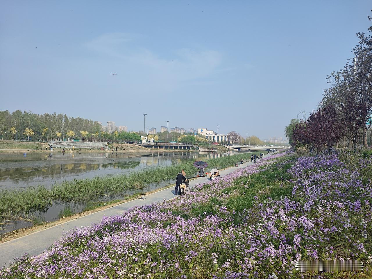 保定北湖公园兰花盛开，真是美啊！
沿着环城水系溜达到北堤路，两侧兰花盛开。
尤其