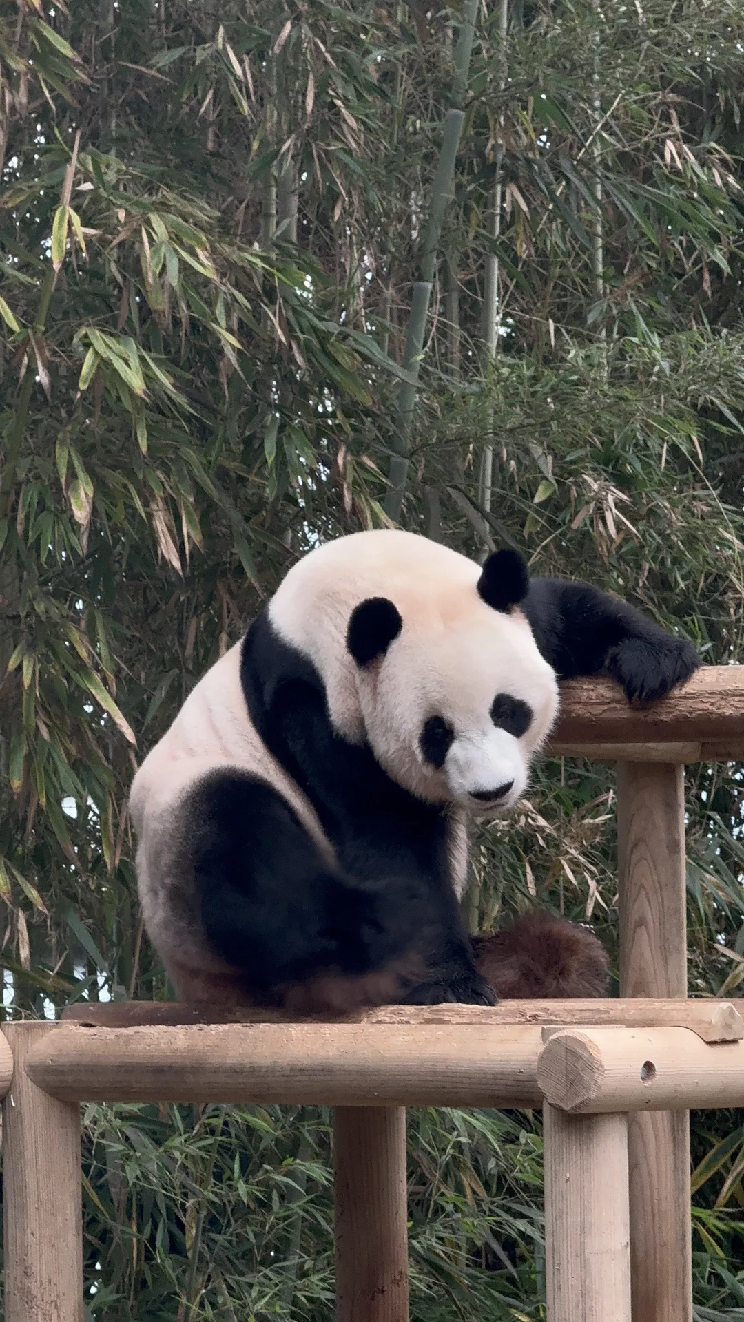 ee来看你啦！！爱乐夫妇！！