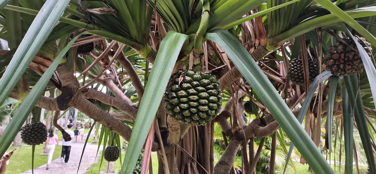 现在股市的散户真的越来越精明了，任凭主力怎样诱惑就是不上当了。
不论指数还是个股