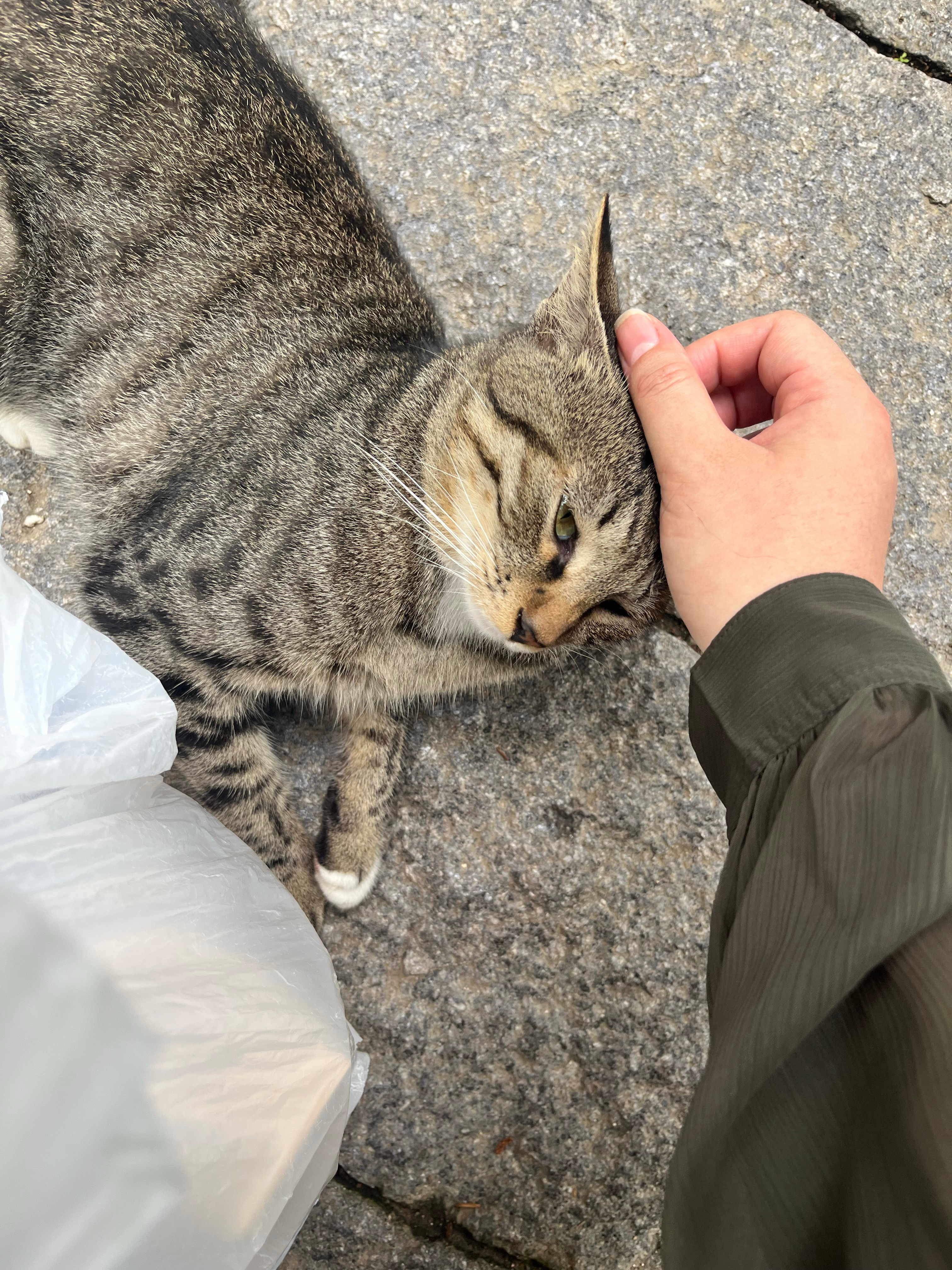 崂山，我愿称之为猫猫很多山。路遇各种各样大咪小喵，只能买（死贵死贵的景区）烤肠喂