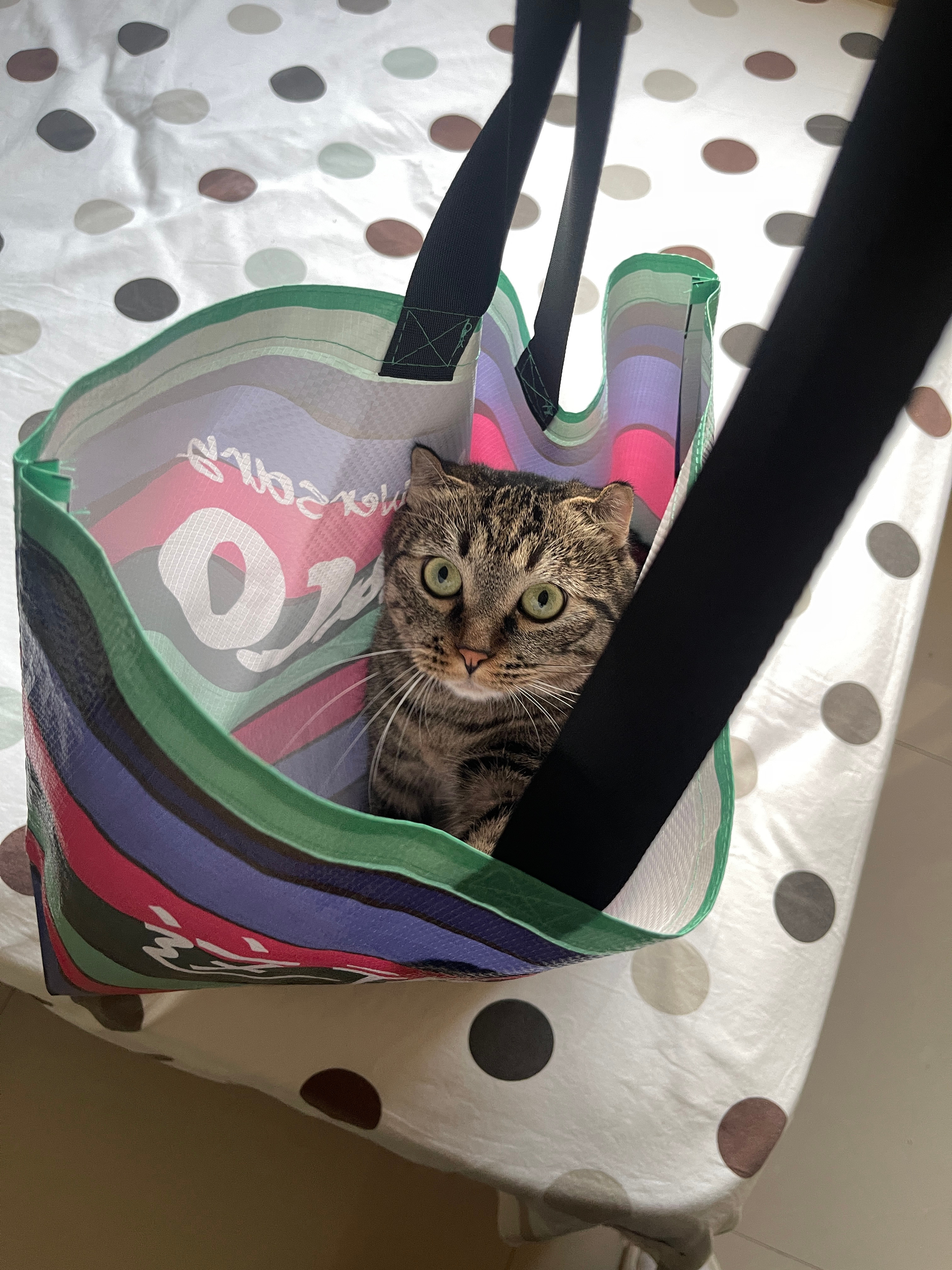 我忽然想到，领养碗碗和肉肉这种流浪猫时，我抓住它们就带走了，也没问问它们有没有行