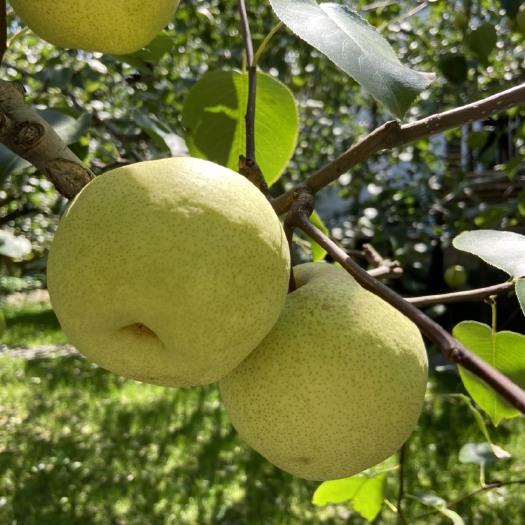 河南宁陵｜秋天一定要吃的金顶谢花酥梨🍐爆汁脆甜
中国酥梨之乡来啦✨700多年历