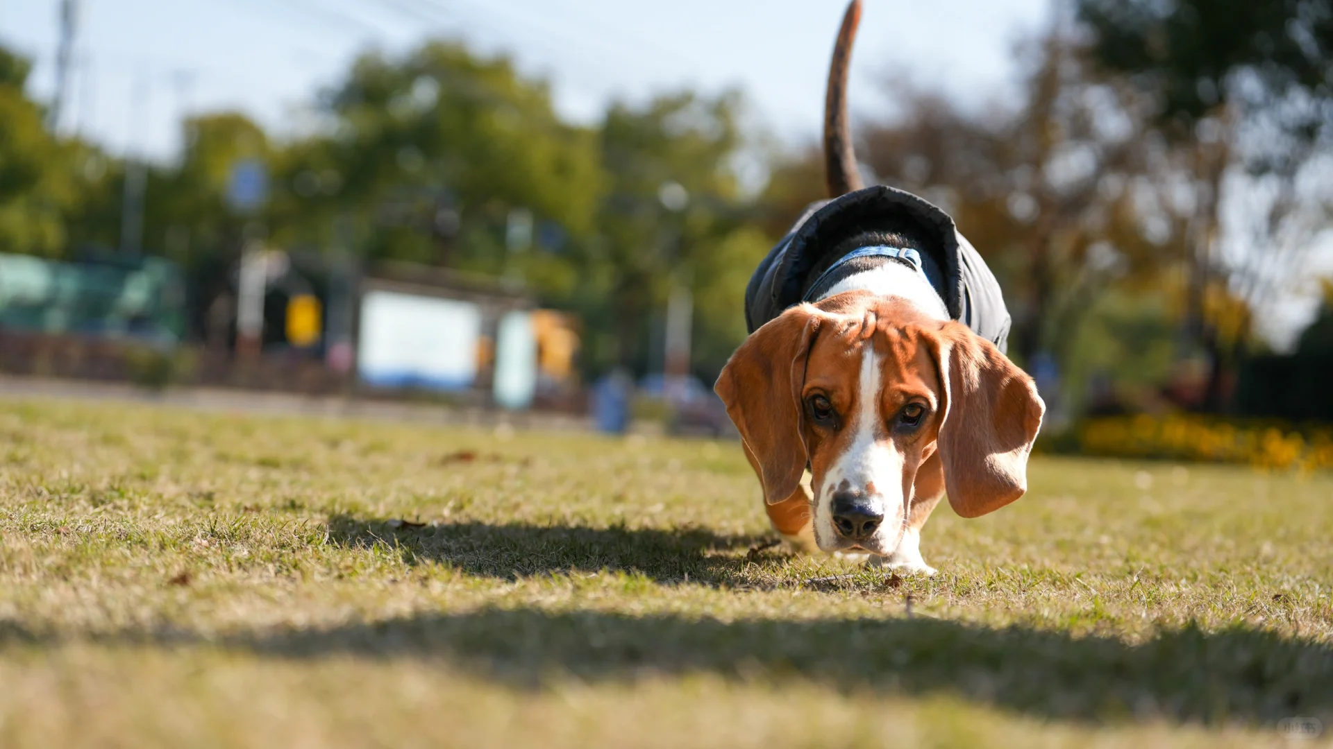 布鲁酱：光里的小狗最可爱(๑°3°๑)
