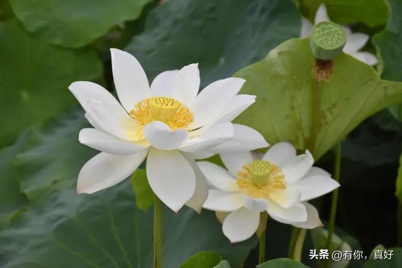 《七律     客匆匆》
岁月飞驰驹过隙，浮生若梦度春秋。
刘安鸡犬升仙处，陶令