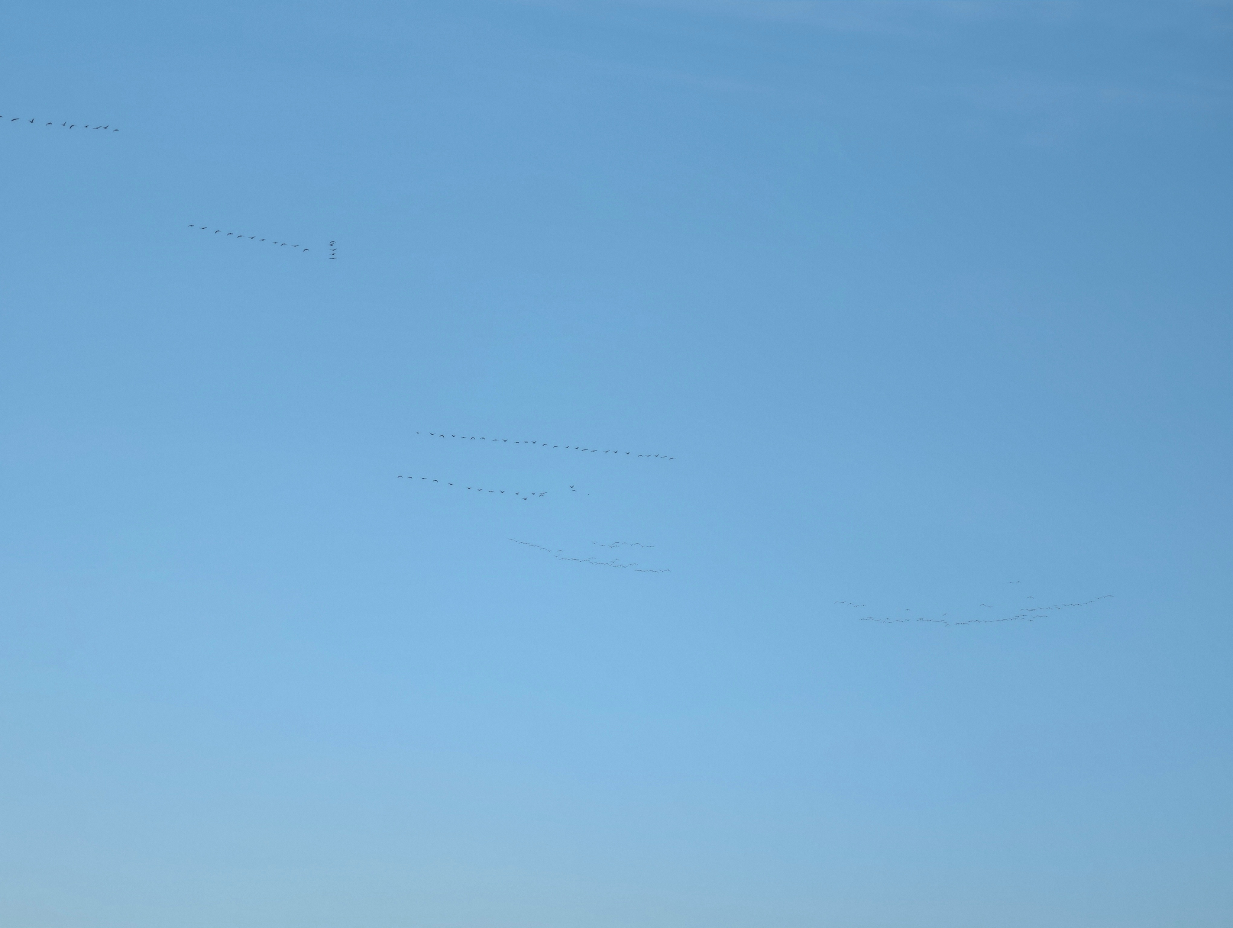 看，南飞的大雁，真的是一会儿一字，一会儿人字。课本不骗人，我第一次见[哈哈][哈