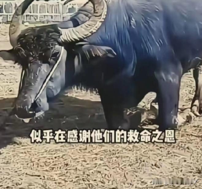 一头水牛在被送往屠宰场的途中，突然长跪在地，眼中满是泪水。

它并非抗拒前行，只