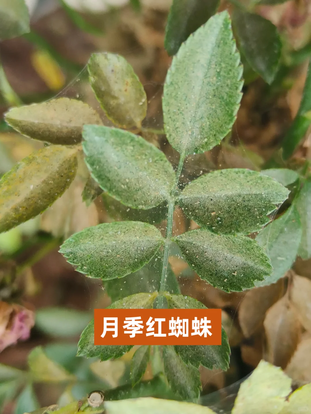 8种花卉红蜘蛛症状图，养花人一定要知道❗