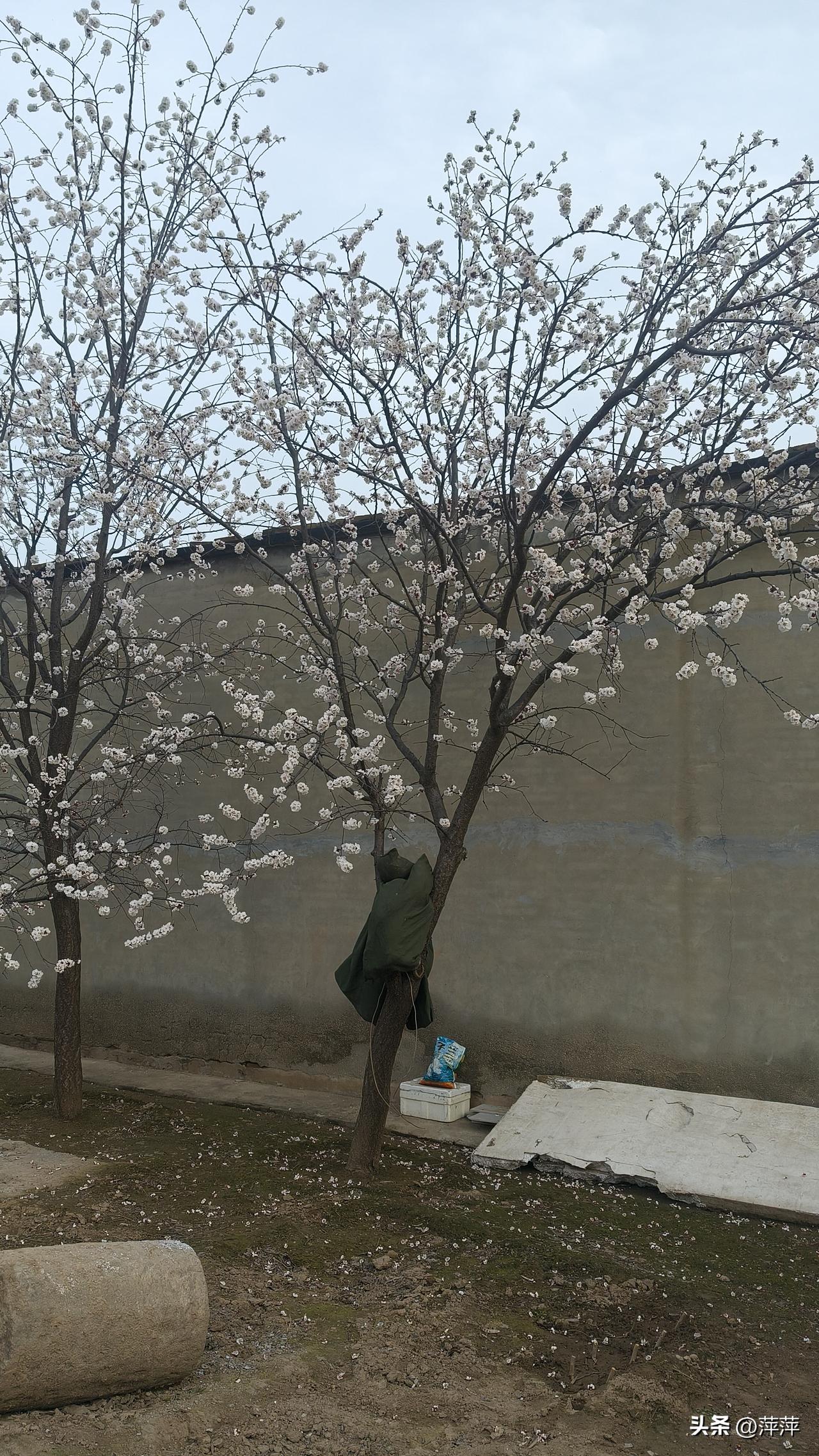 春日生活打卡季春天杏花开