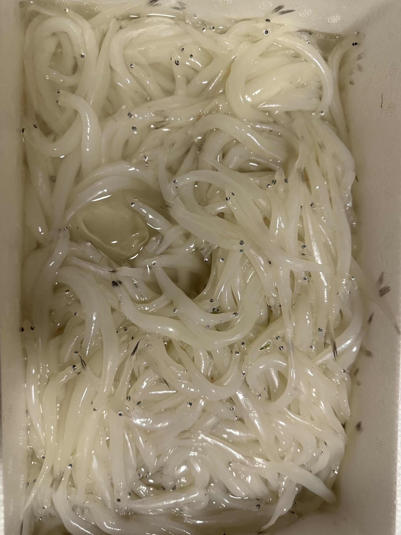 朋友送来两箱鱼，不知道啥鱼
这个鱼怎么做呀，第一次见