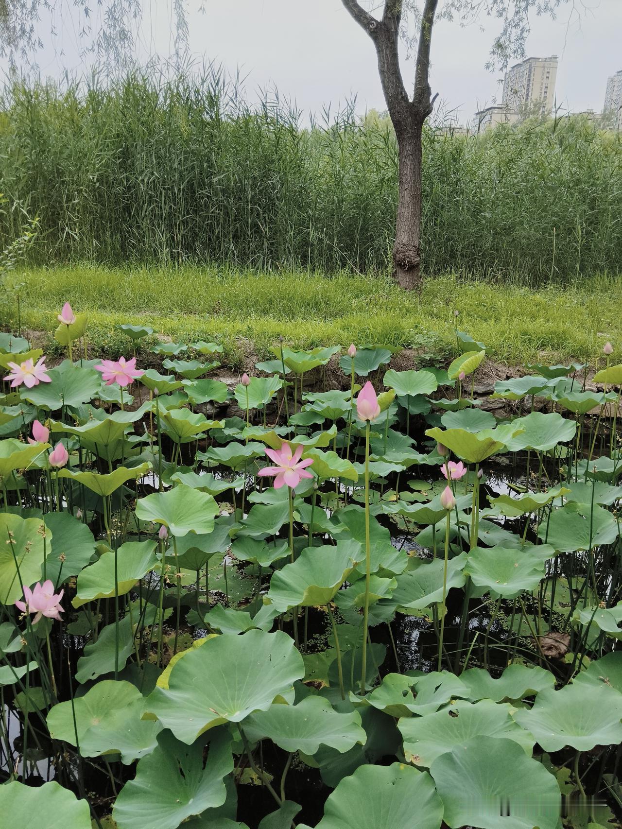 减河湿地公园的荷花开了。夏至，是白天最长，夜晚最短的一天。
有人说从今天起，每天