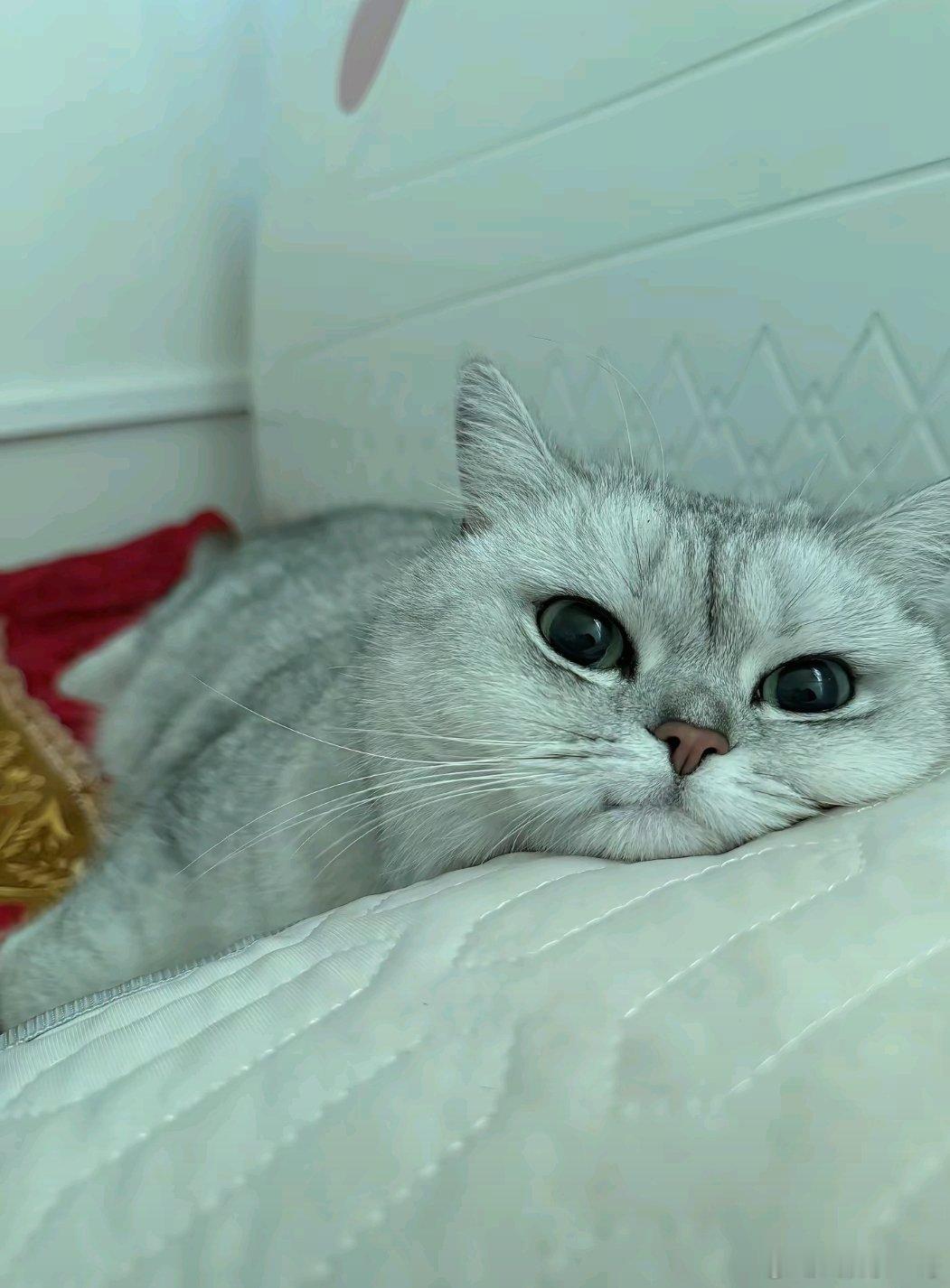 又是不想动，摆烂的一天…… ​​​