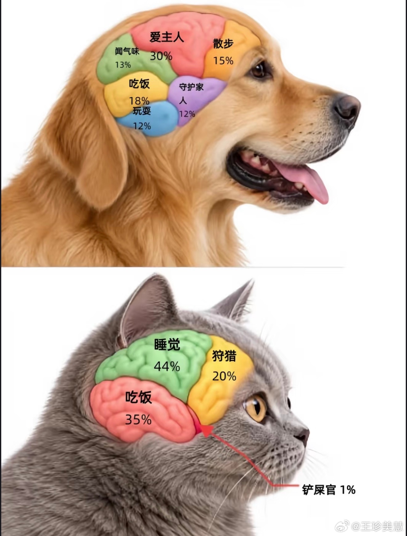 网上看到的猫狗大脑区分图，还挺有意思的，为什么我们家蓝猫每天总要在家里跑酷一番呢