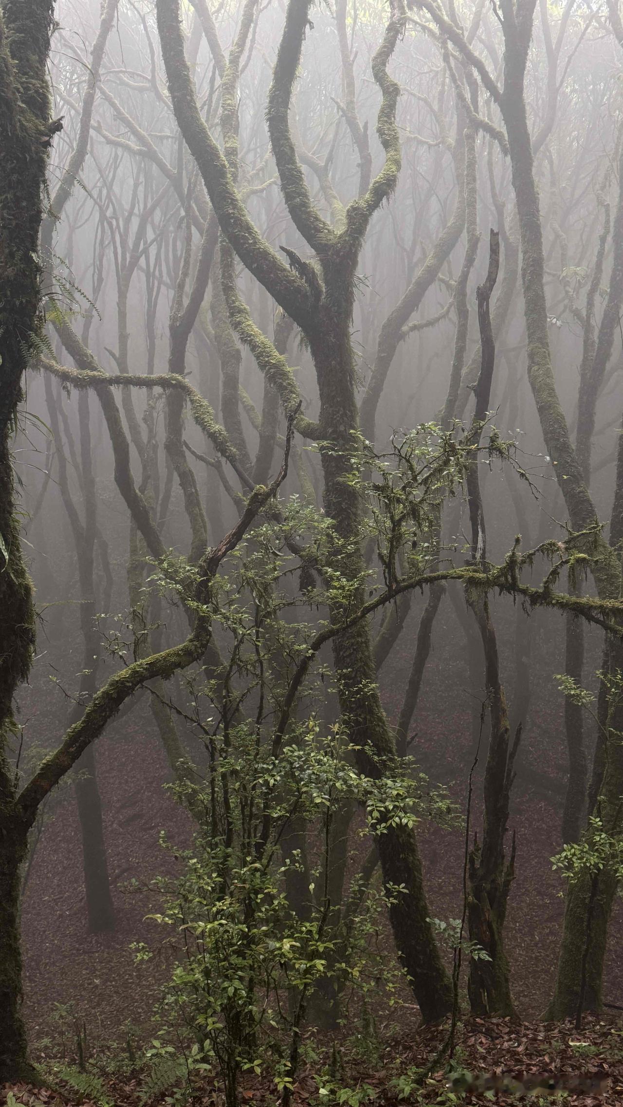 哀牢山到底藏着什么样的秘密?哀牢山，横亘滇中。这里有神秘的原始森林，藏着独特生态