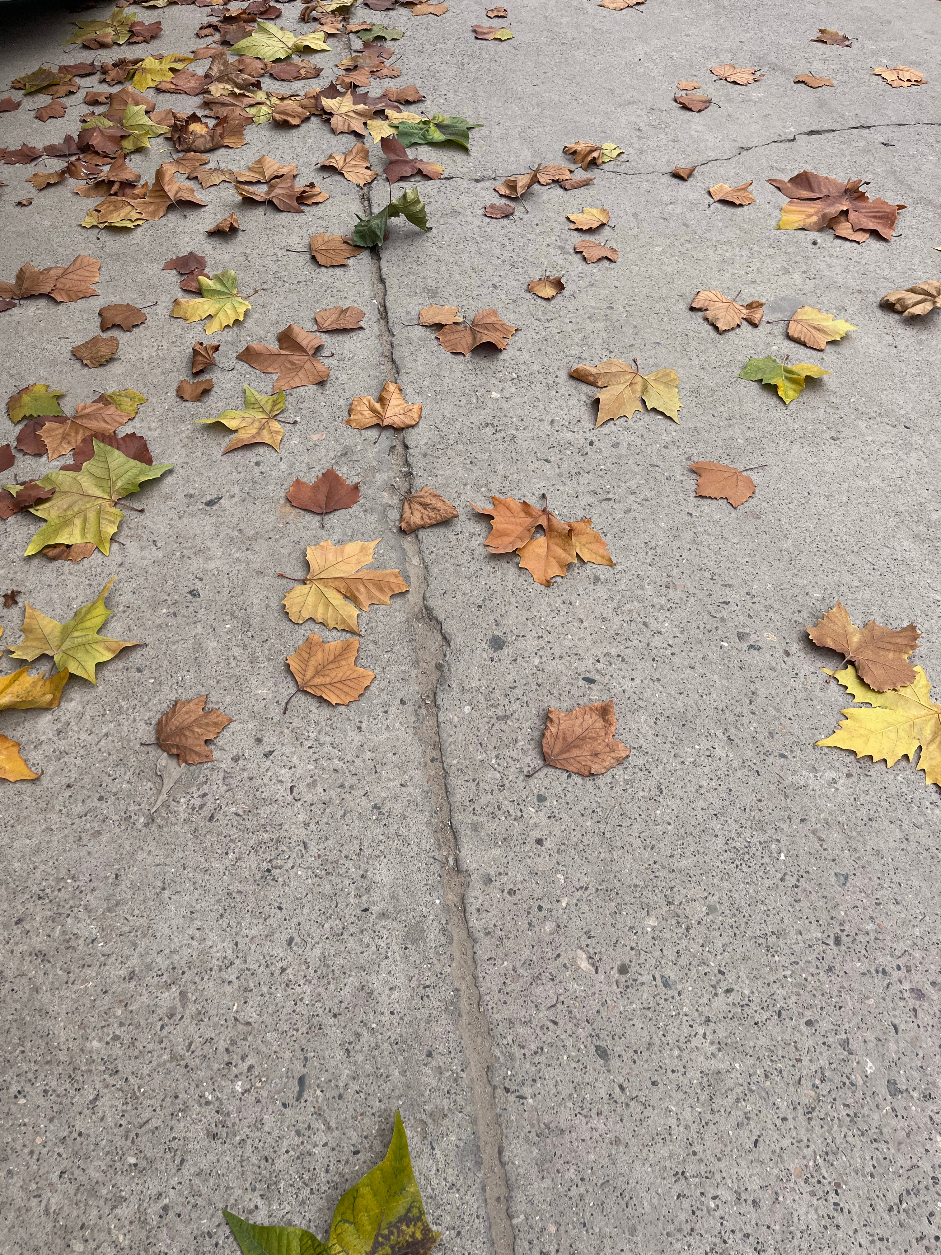 开始落叶🍂了 外面雾霾天但不那么冷～透透风去～ ​​​