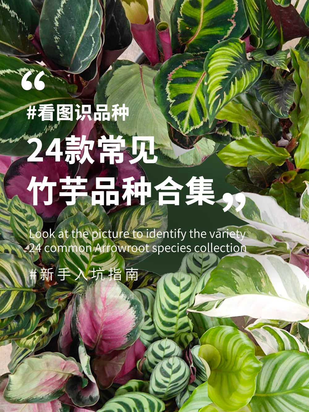 【图鉴】24款🪴ins高颜值竹芋品种合集