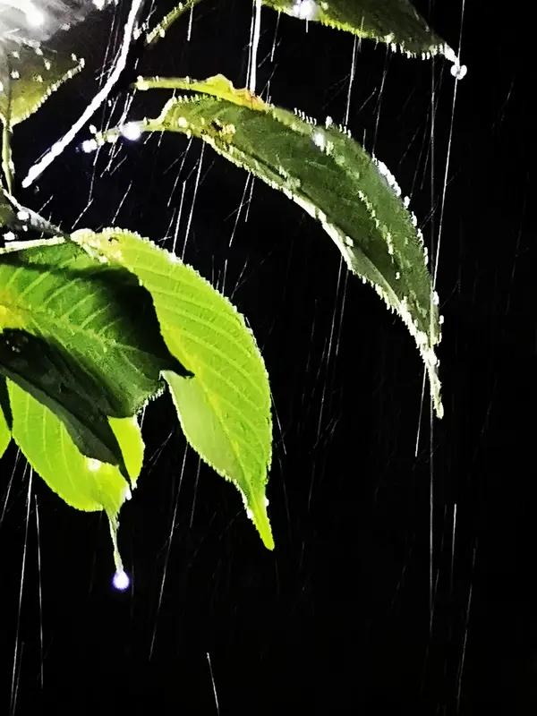 春夜听雨

春风轻拂细窗纱，
一夜甘霖润物华。
晨起雨歇推窗望，
满庭红透海棠花