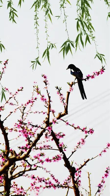 看到“燕唤桃枝诗已醒”这个上联，真是妙趣横生。燕唤桃枝，一幅生机勃勃的画面跃然眼