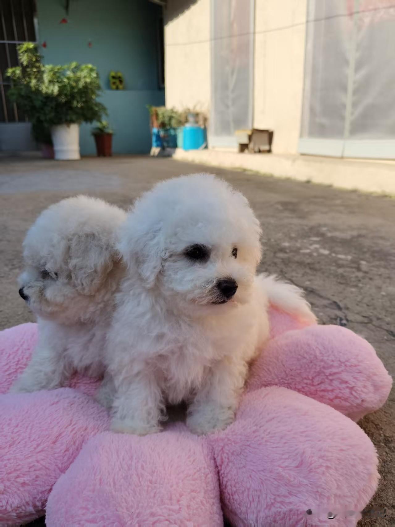 这是熊？
这是比熊？
这怎么能是熊？
这怎么能是比熊？
这不是熊，
这是比熊更可
