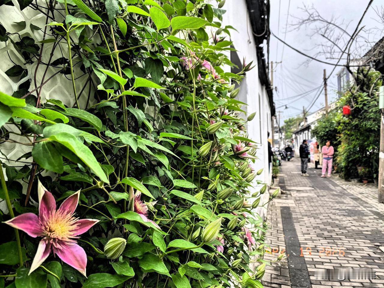 祥符寺巷铁线莲
静听金邻聊家常