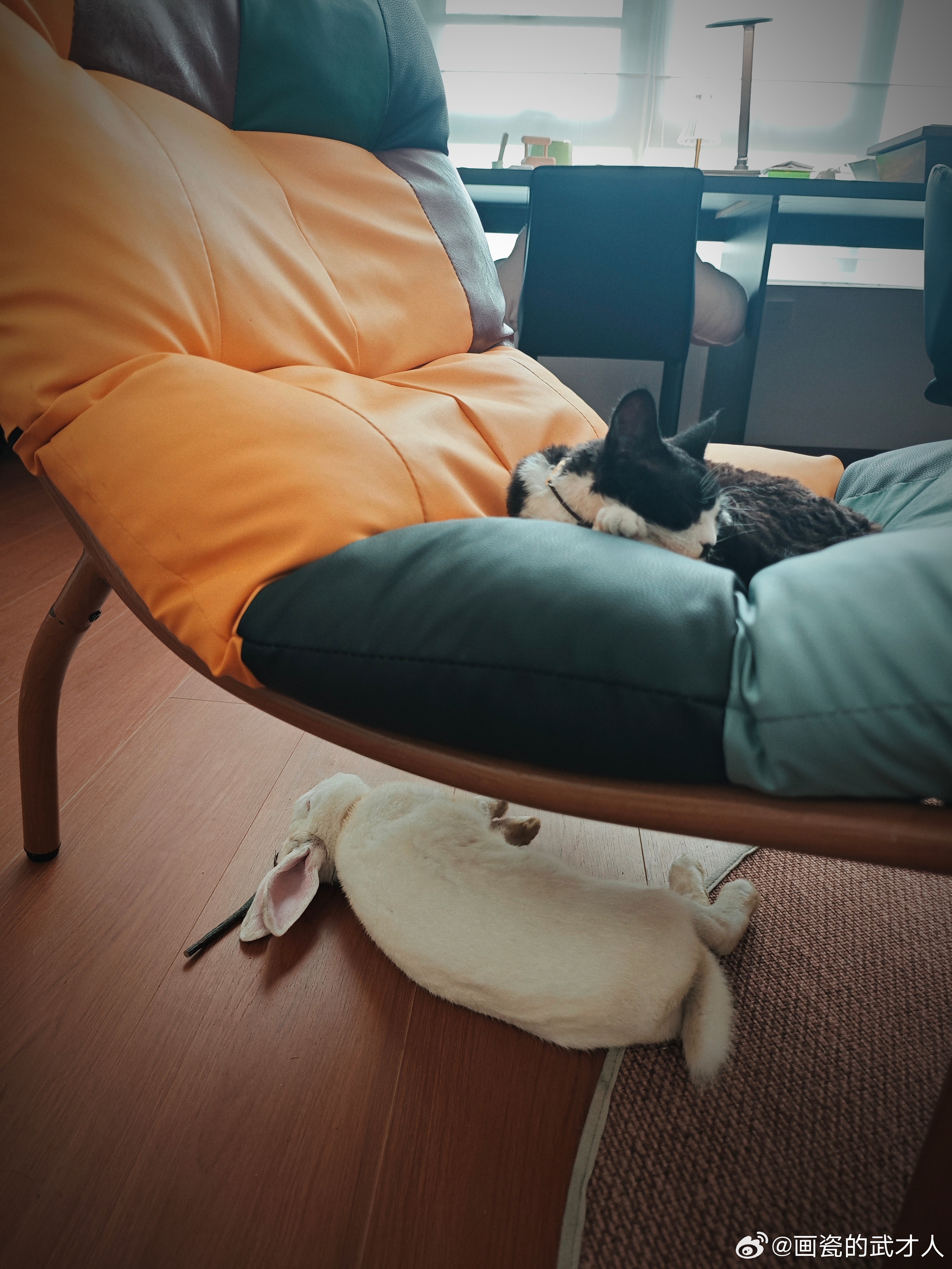 空调房里午睡的两小只。晚上的加餐是红萝卜，中午是半个苹果。小肉兔也是过上了幸福的