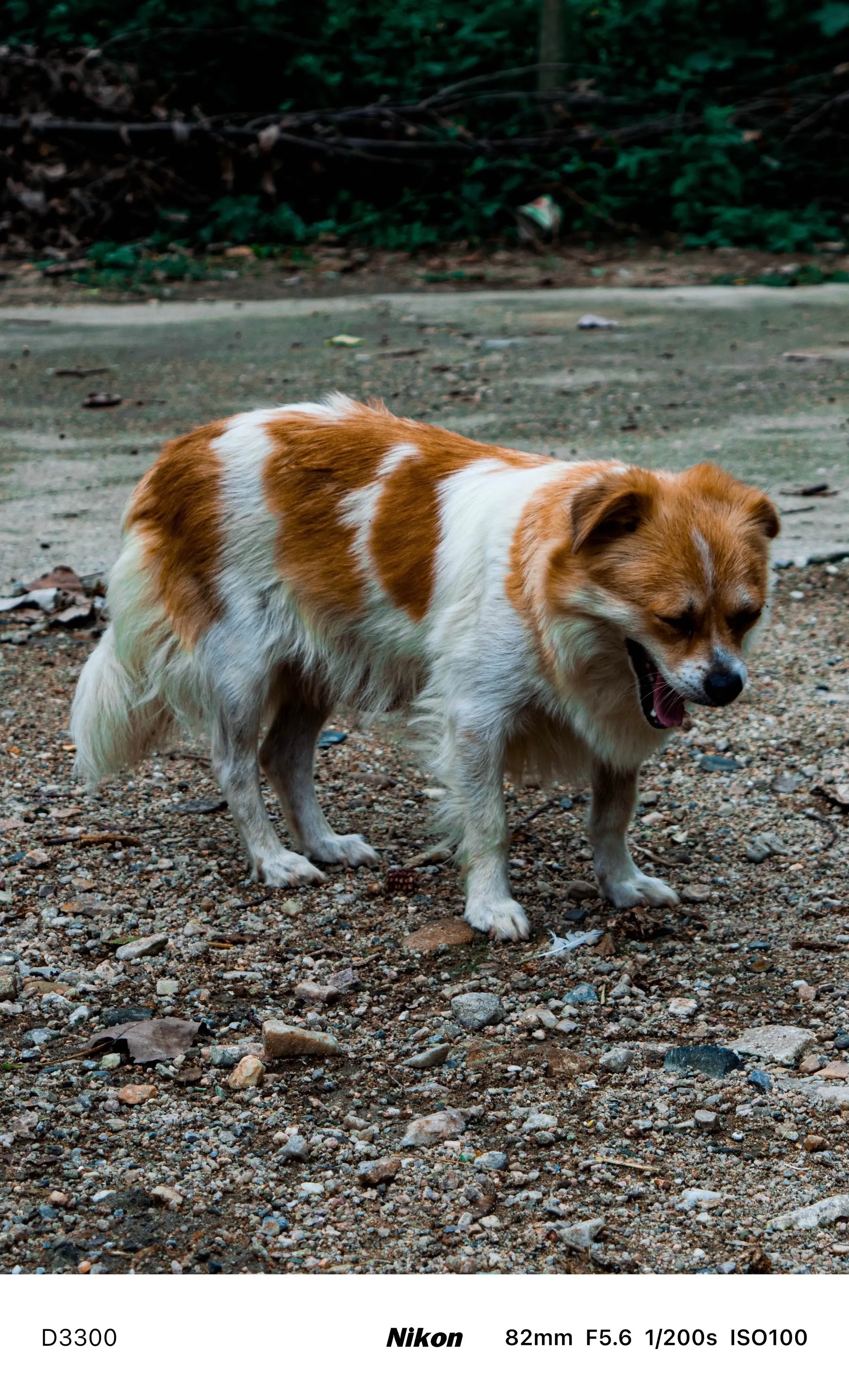 溜达随拍…还是喜欢尼康。