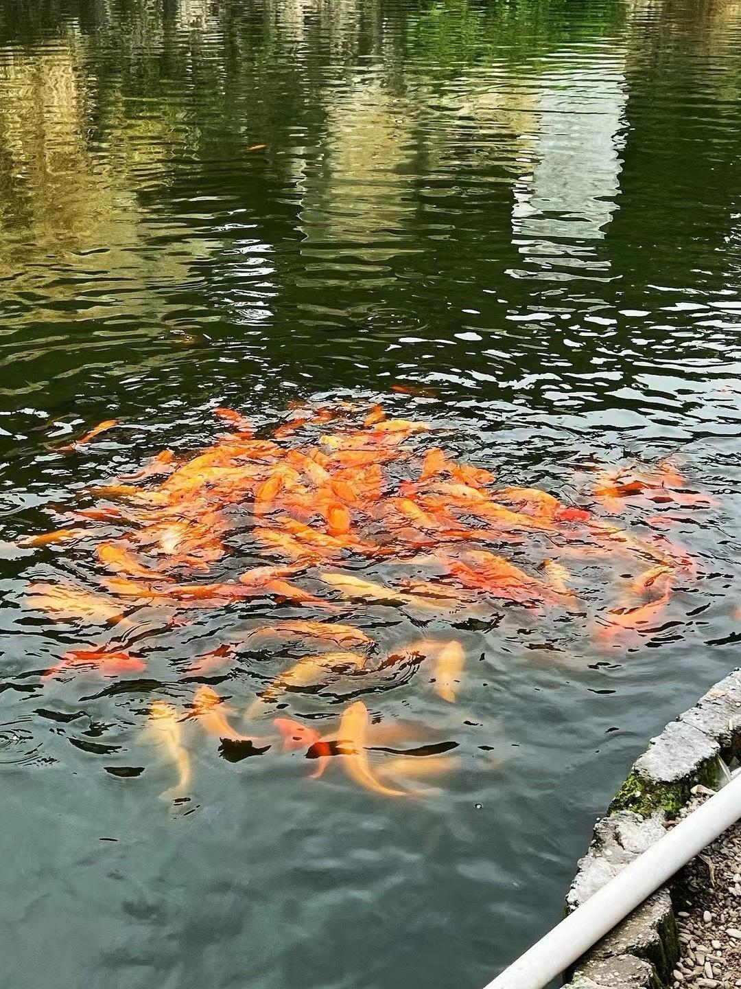 我认为短剧。长剧剧情拖沓，现代人生活节奏加快，根本没时间静下心来追完一部长剧。