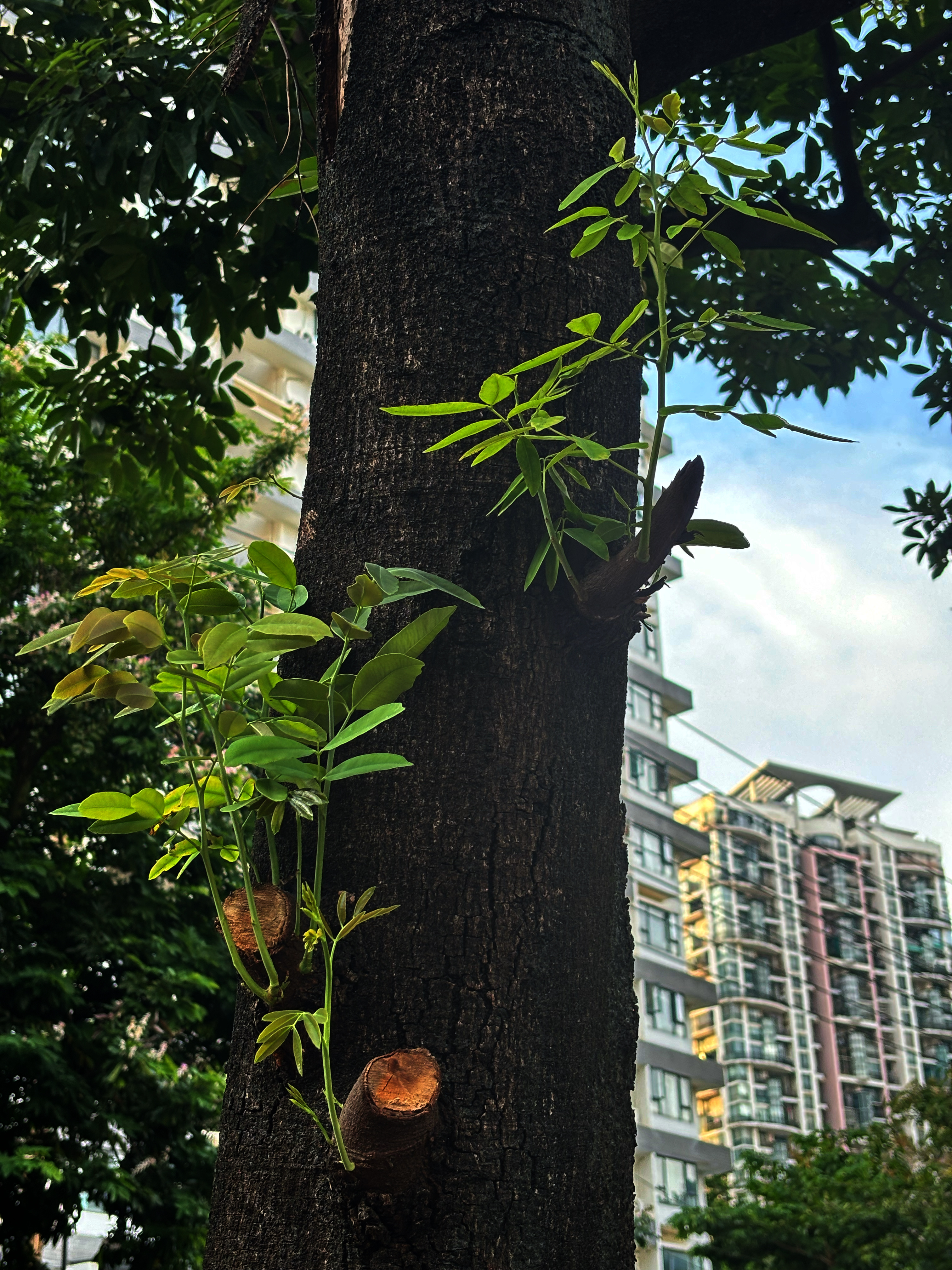 早安  难得脑子不用胡思乱想，整个人轻飘飘的，舒服！ 