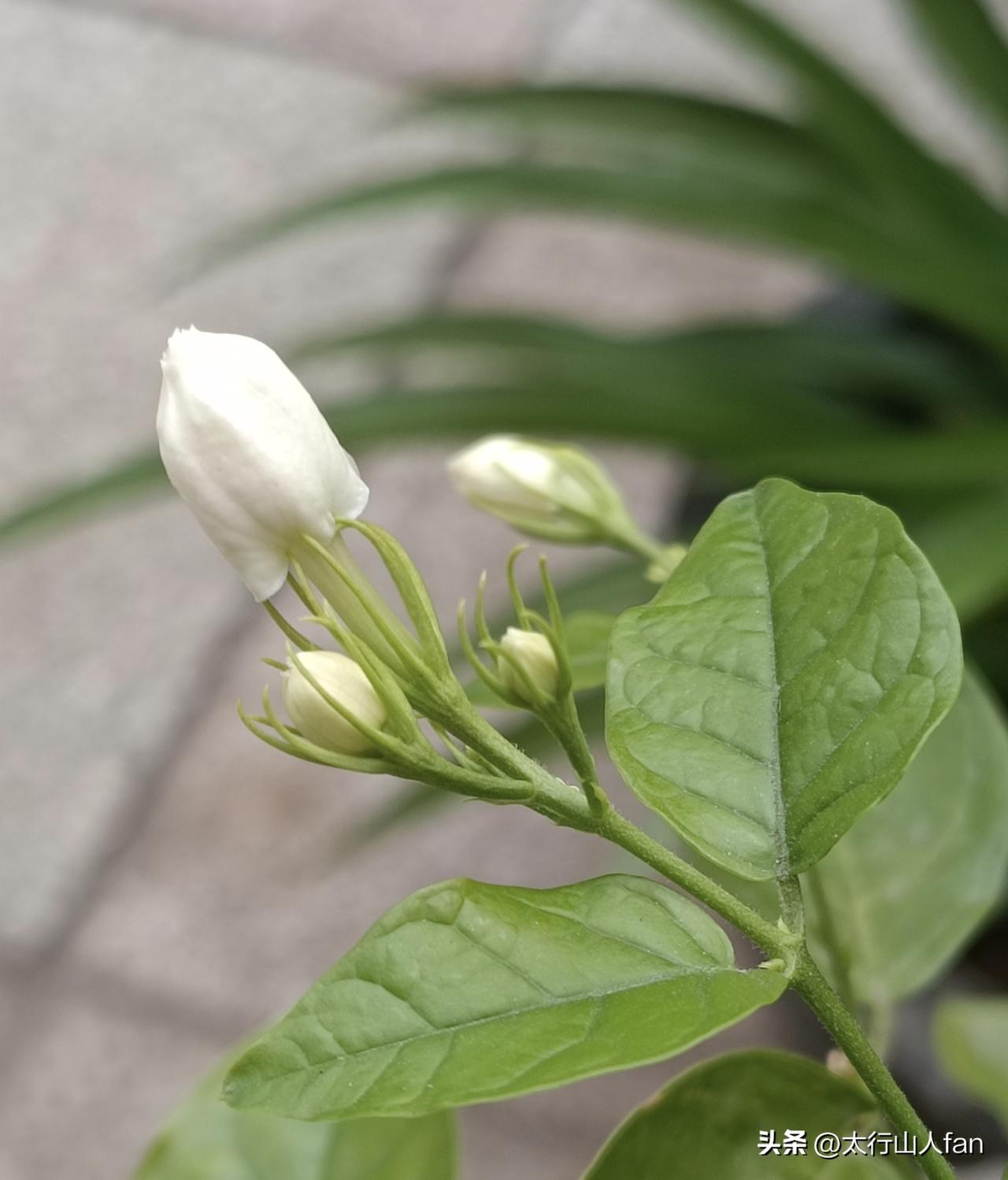 手机随拍茉莉花 庭院里的茉莉花