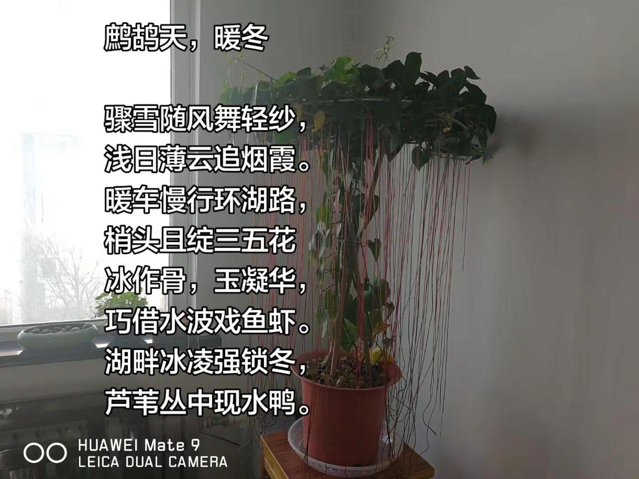 鹧鸪天，暖冬。鹧鸪天，暖冬骤雪随风舞轻纱，浅日薄云追烟霞。暖车慢行环湖路，梢头且