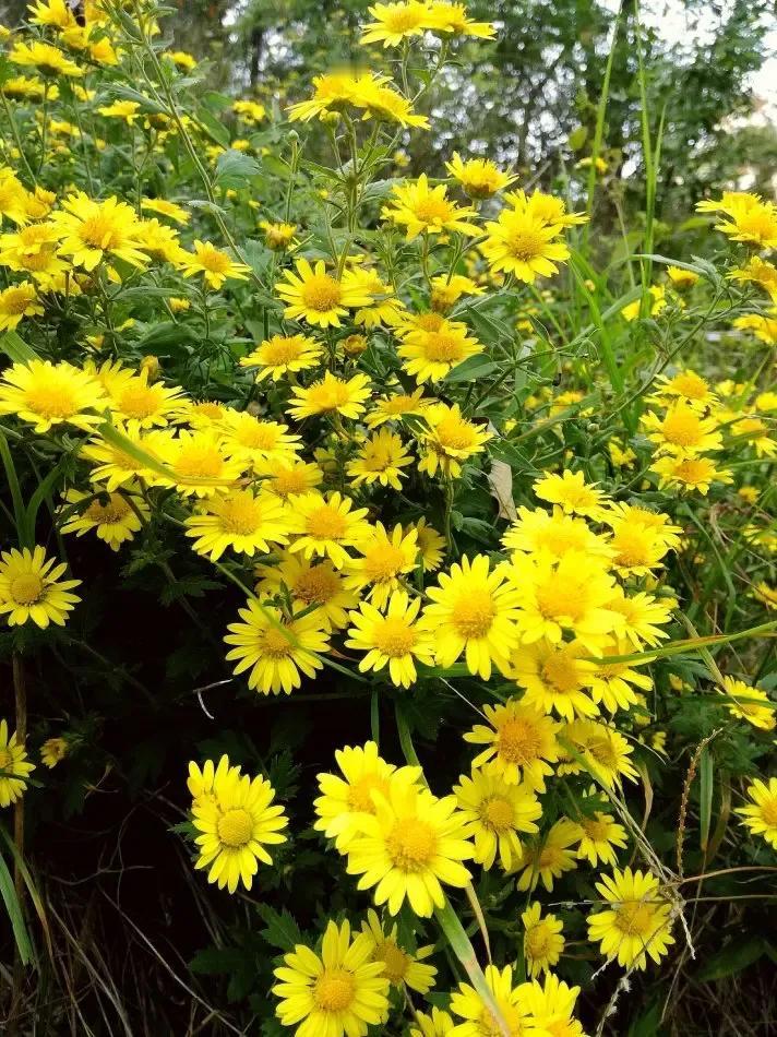 《赞美野菊花》

野菊花，生命力顽强，生在荒坡野岭，承受日月精华洗礼，不需要人类