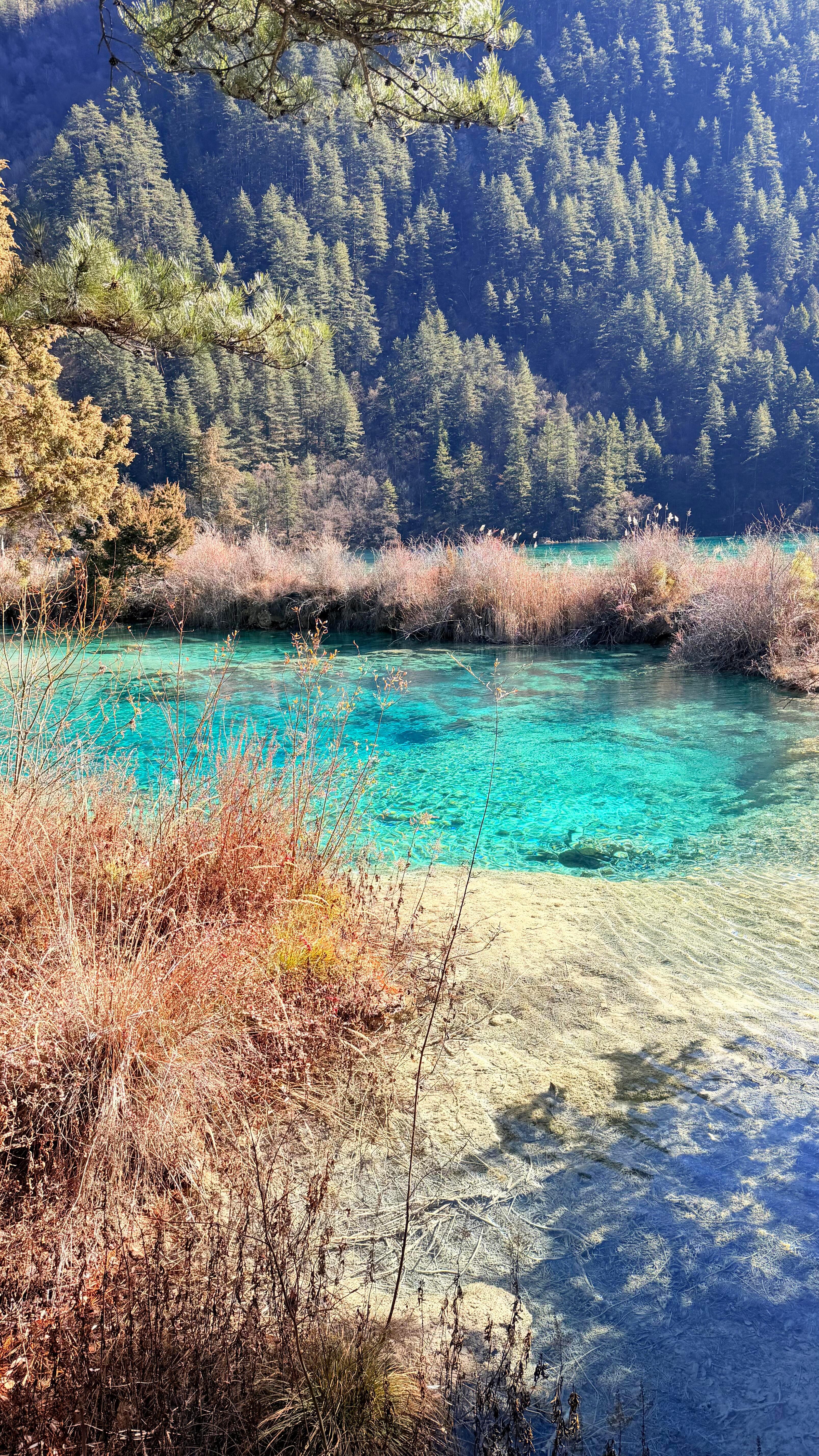 九寨沟-芦苇海无法形容的美丽 